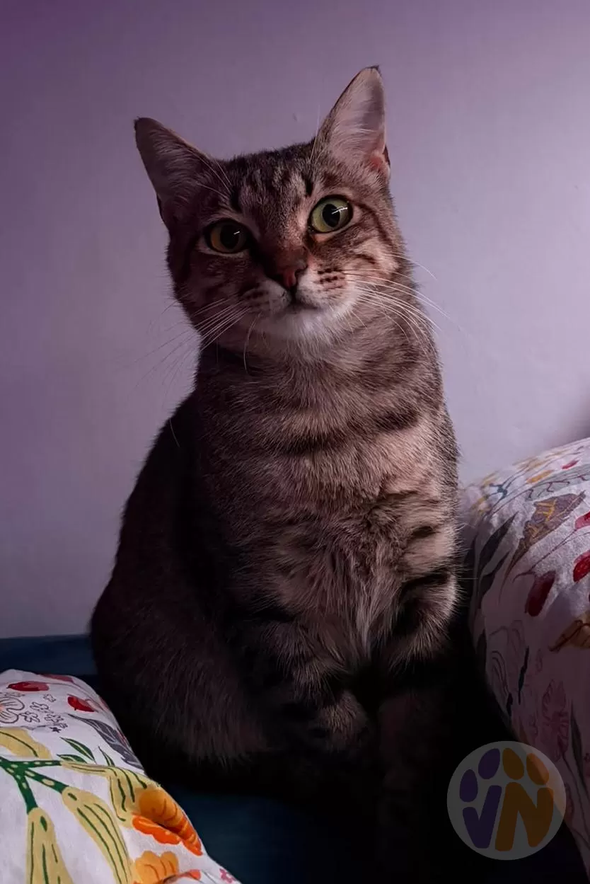 Michina en adopción, Voluntarios Nómadas