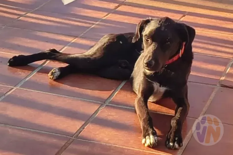 Regaliz en adopción, Voluntarios Nómadas