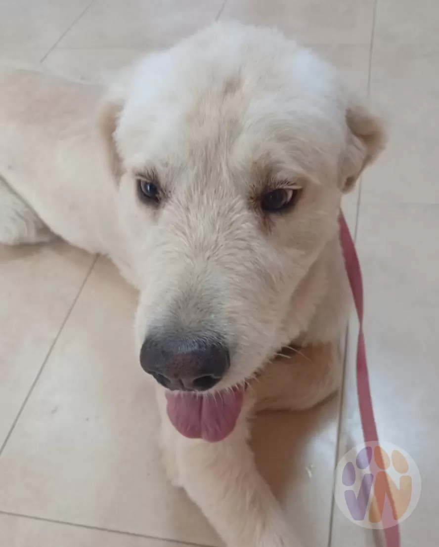 Marley en adopción, Voluntarios Nómadas