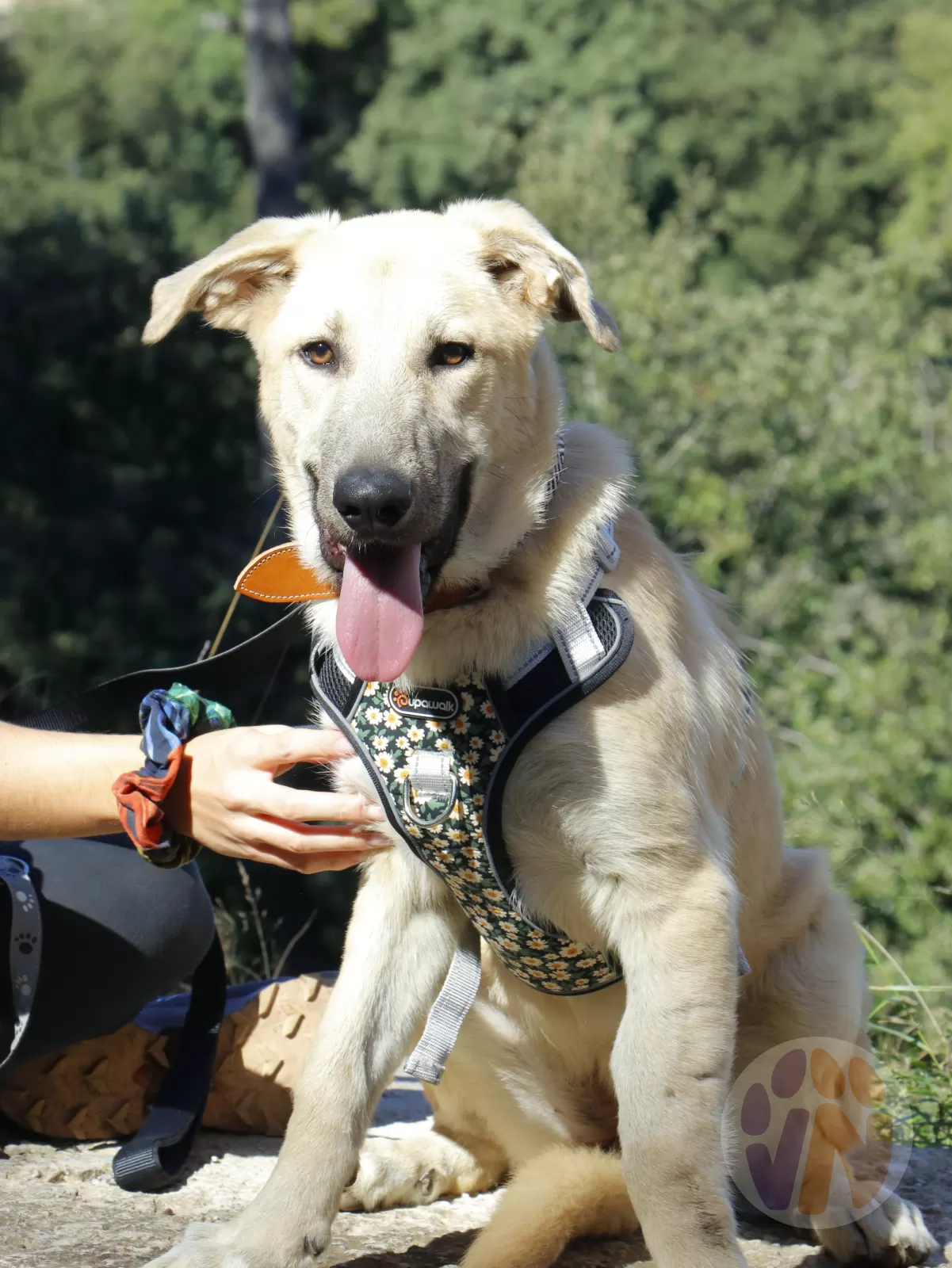 Gina en adopción, Voluntarios Nómadas