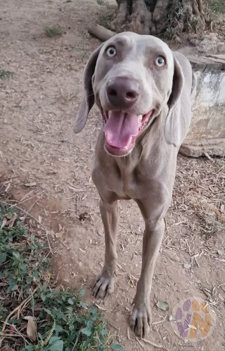 Taco en adopción, Voluntarios Nómadas